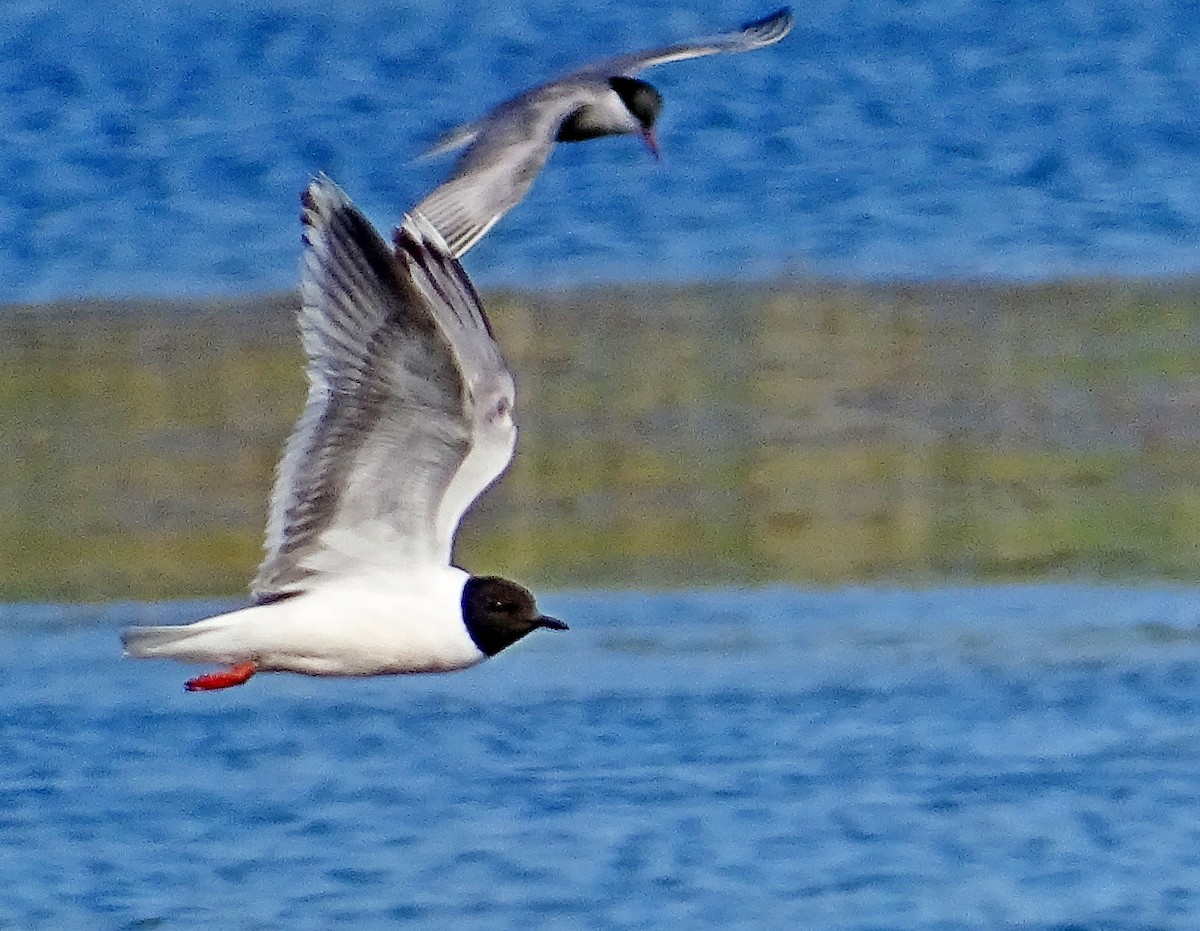 Little Gull - ML614684838