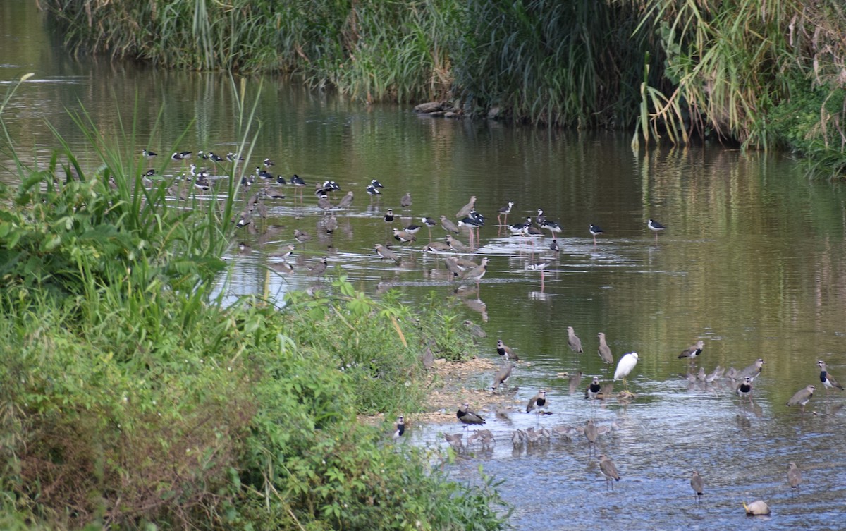 Black-necked Stilt - ML614684863