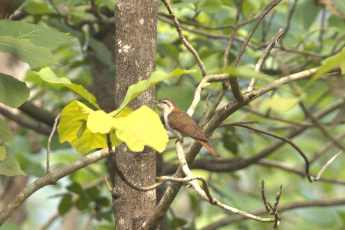 Banded Bay Cuckoo - ML614684882