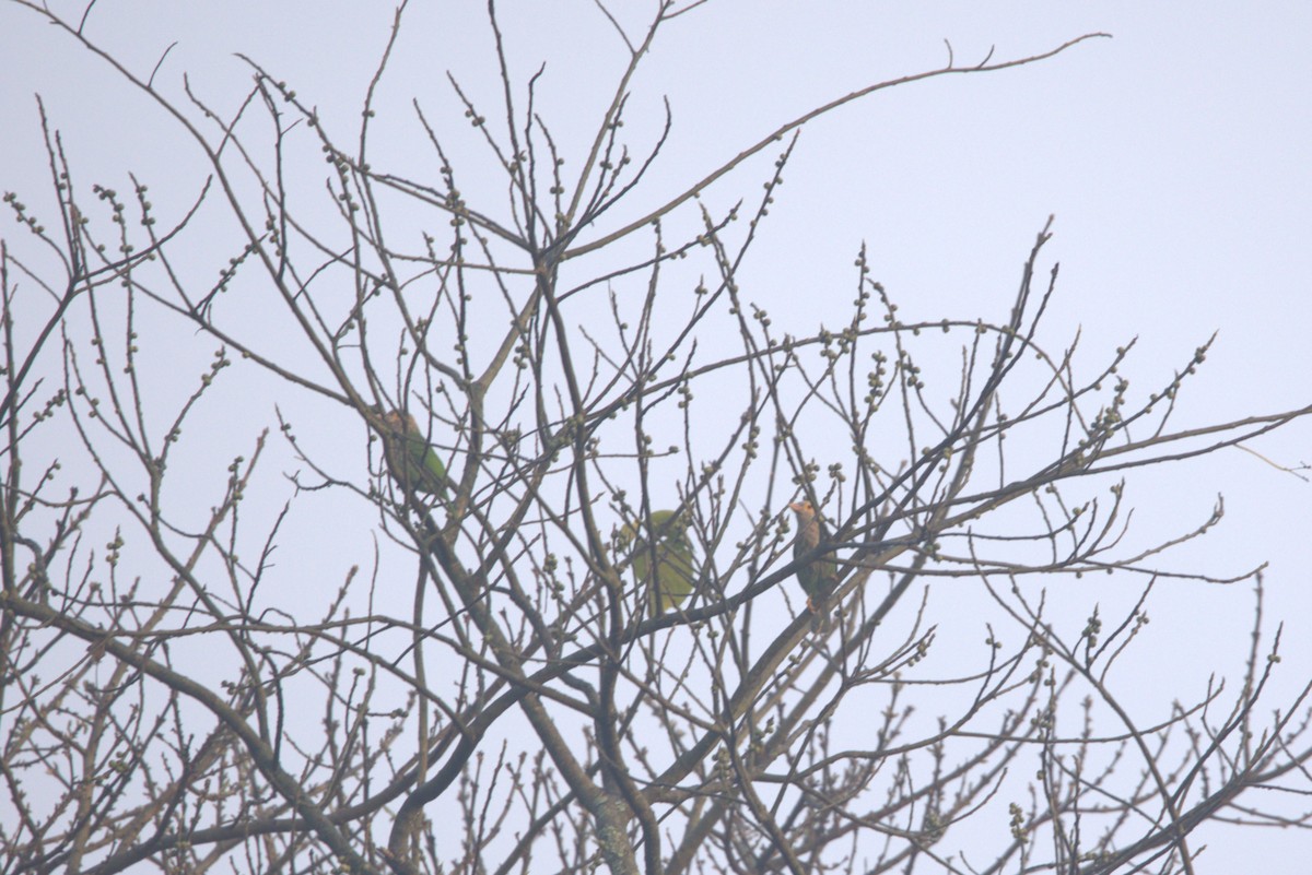 Lineated Barbet - ML614684890