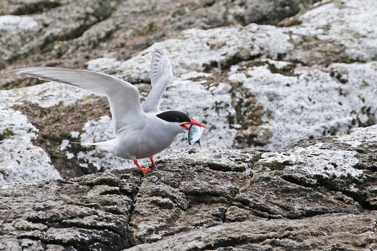 Antarctic Tern - ML614684897