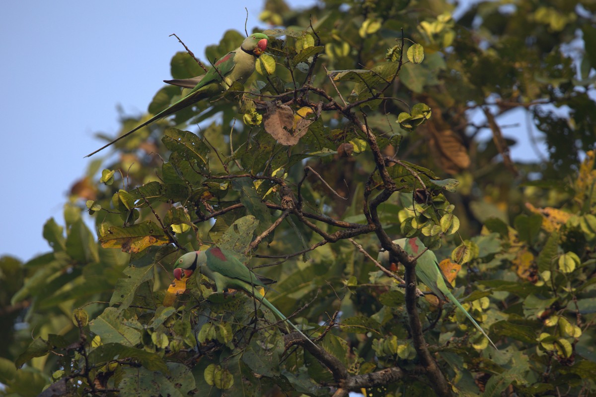 Alexandrine Parakeet - ML614684911