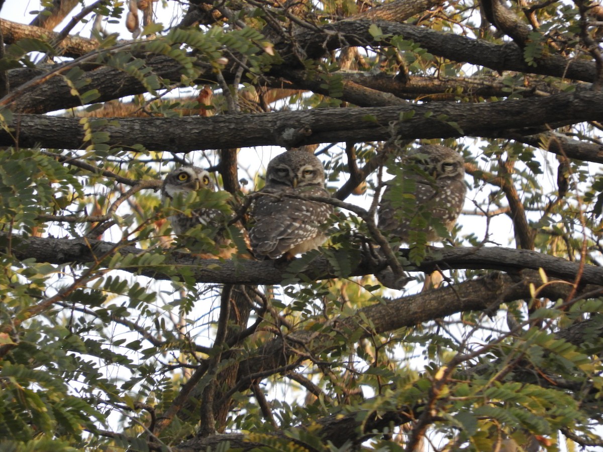 Spotted Owlet - ML614684919