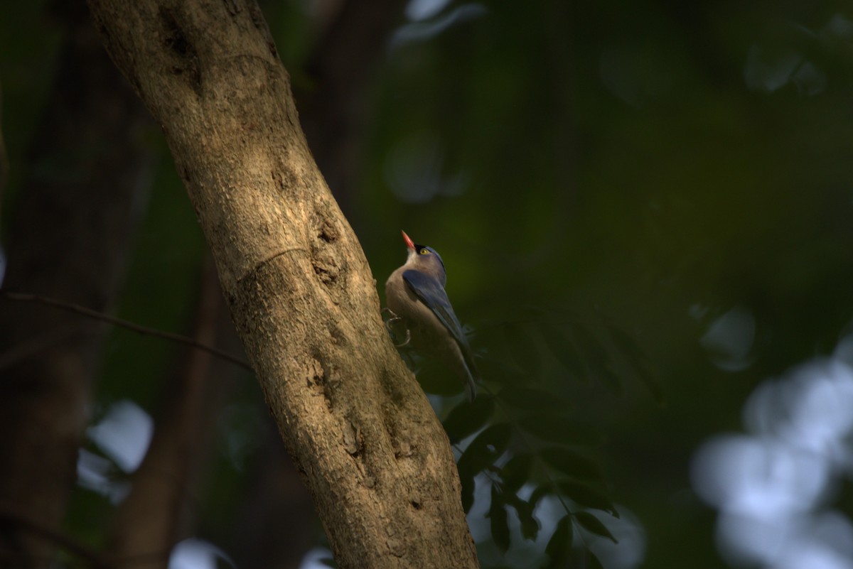 Velvet-fronted Nuthatch - ML614684930