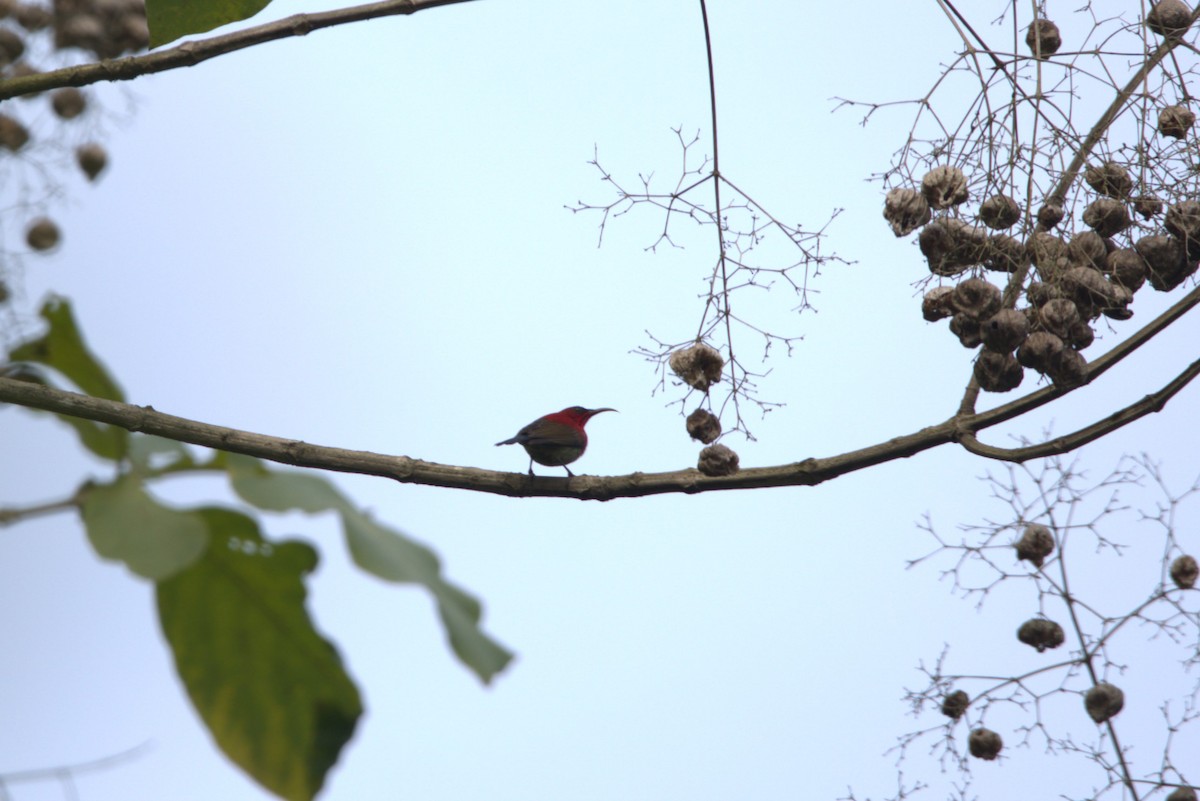 Crimson Sunbird - ML614684935