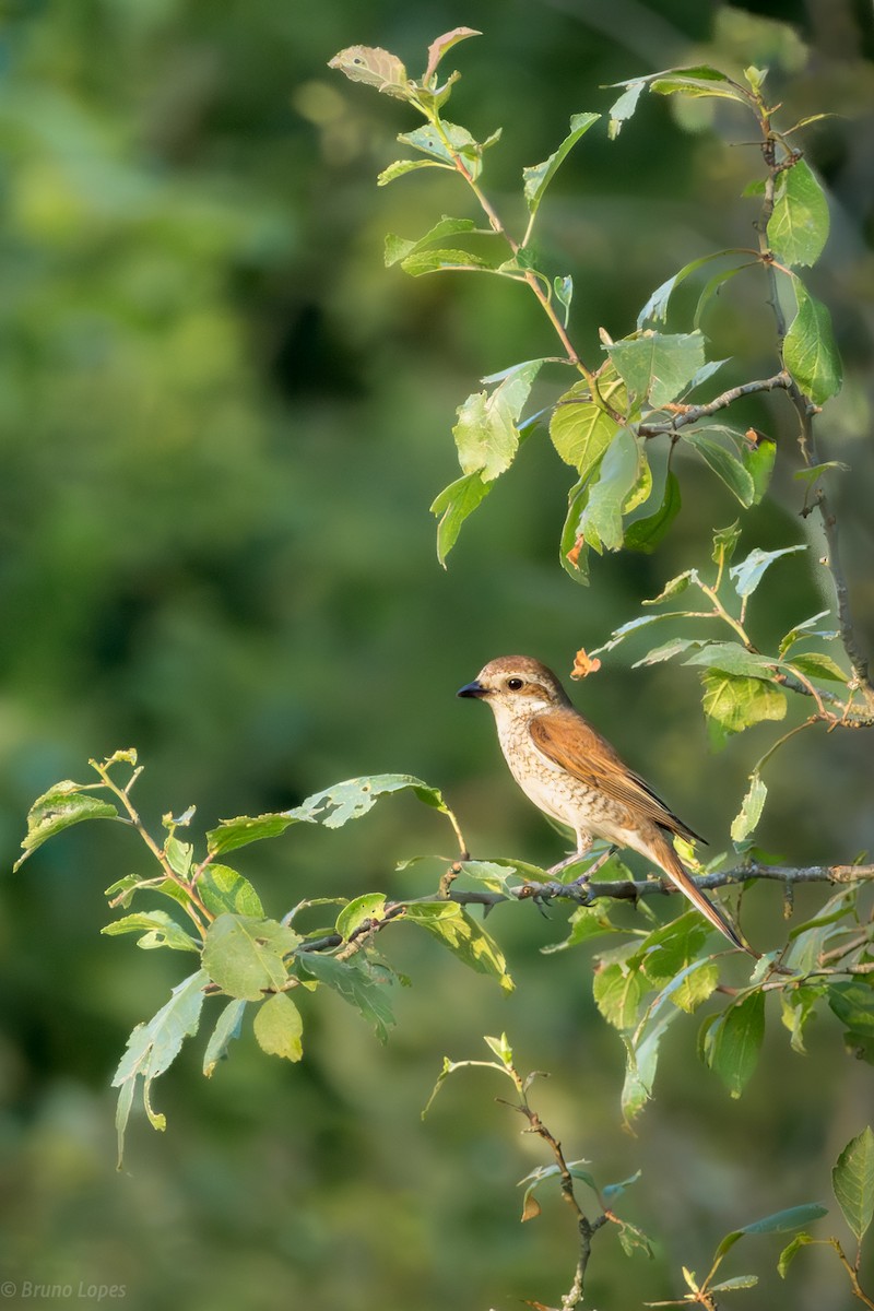 Red-backed Shrike - ML614684950