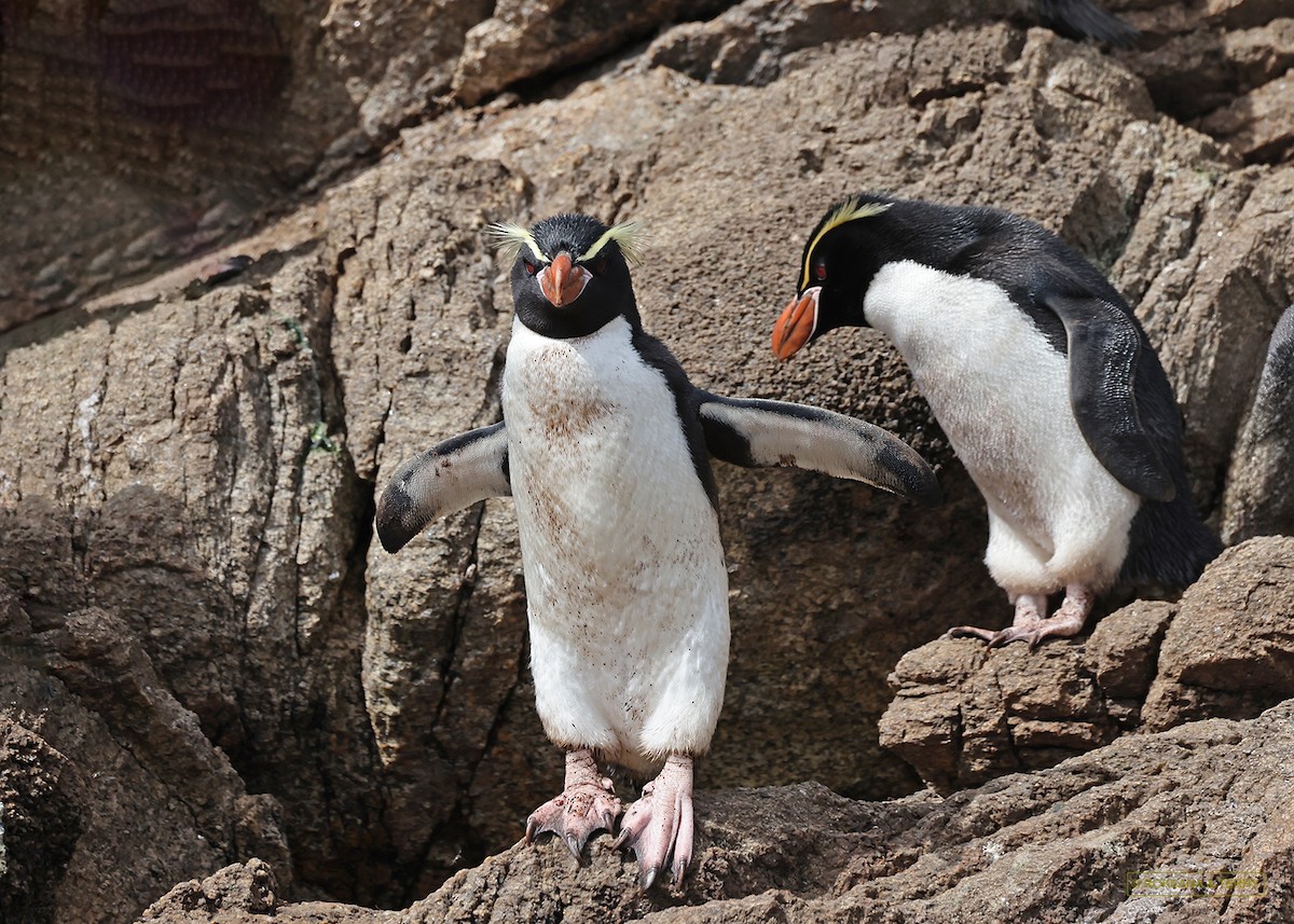 Snares Penguin - Roksana and Terry