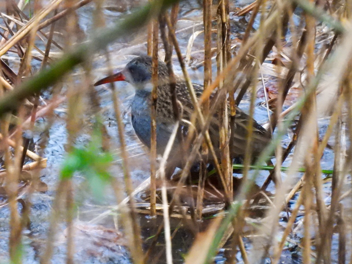 Water Rail - ML614685096