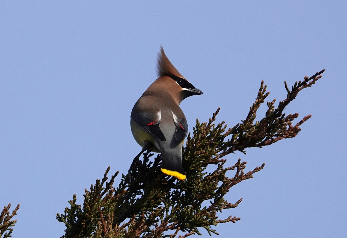Cedar Waxwing - ML614685161