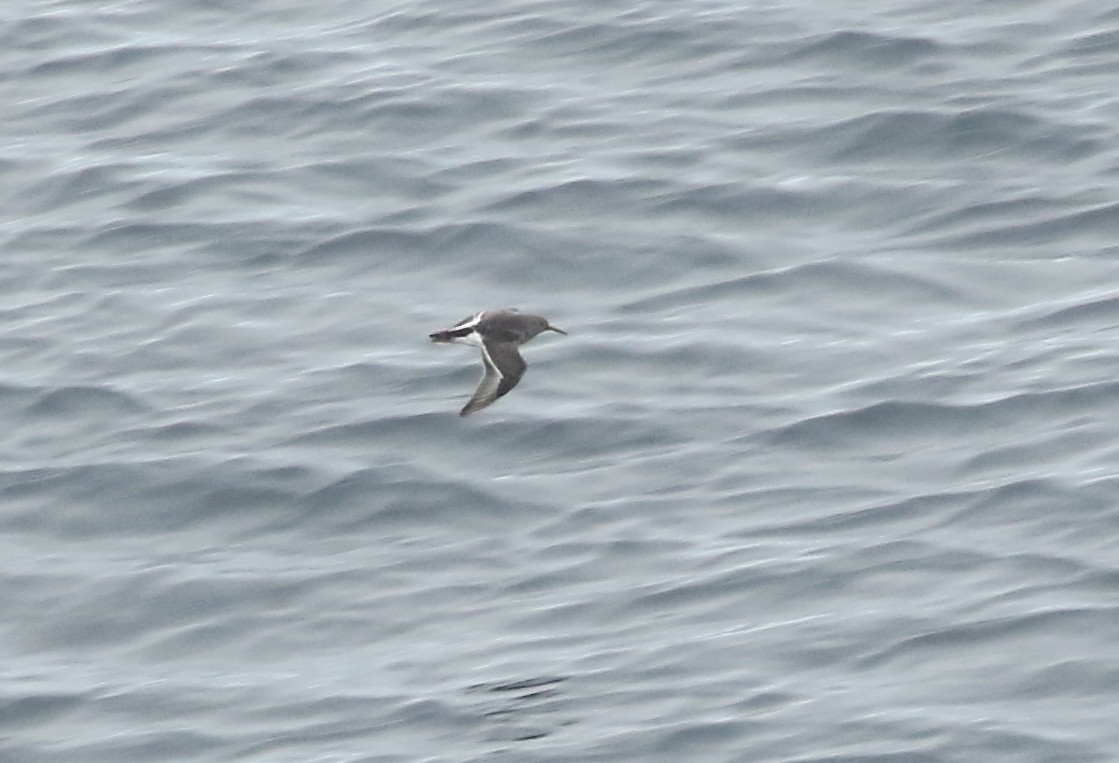 Purple Sandpiper - ML614685185