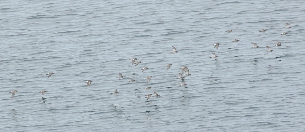 Purple Sandpiper - ML614685206