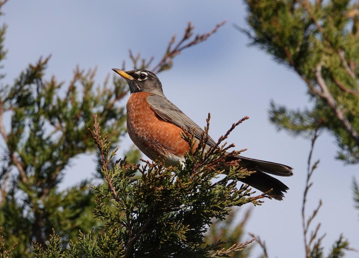 American Robin - Mark Goodwin