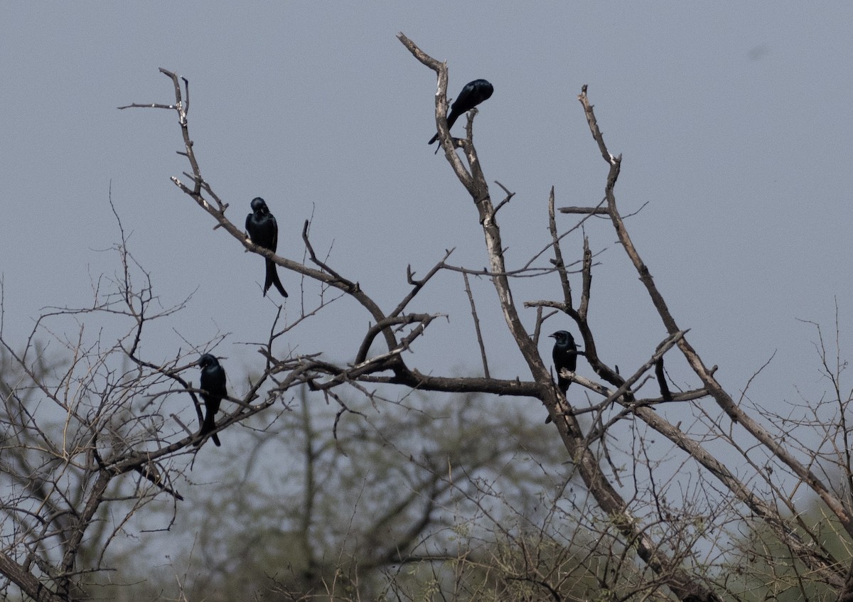 Black Drongo - ML614685236