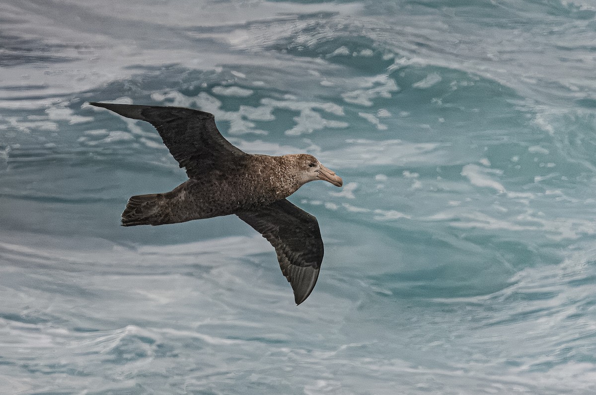 Northern Giant-Petrel - ML614685240