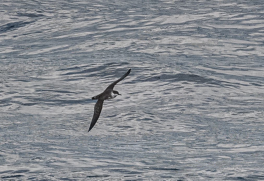 Great Shearwater - ML614685252