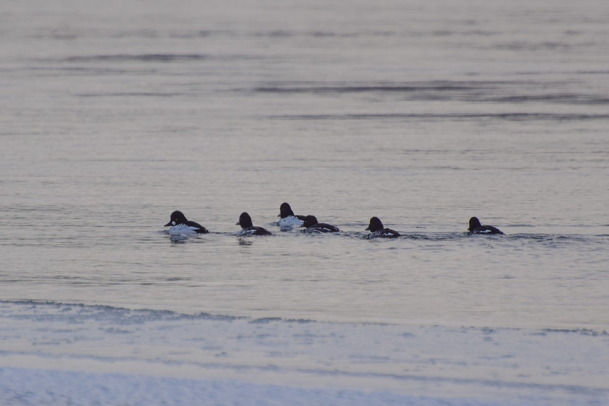 Porrón Osculado - ML614685324