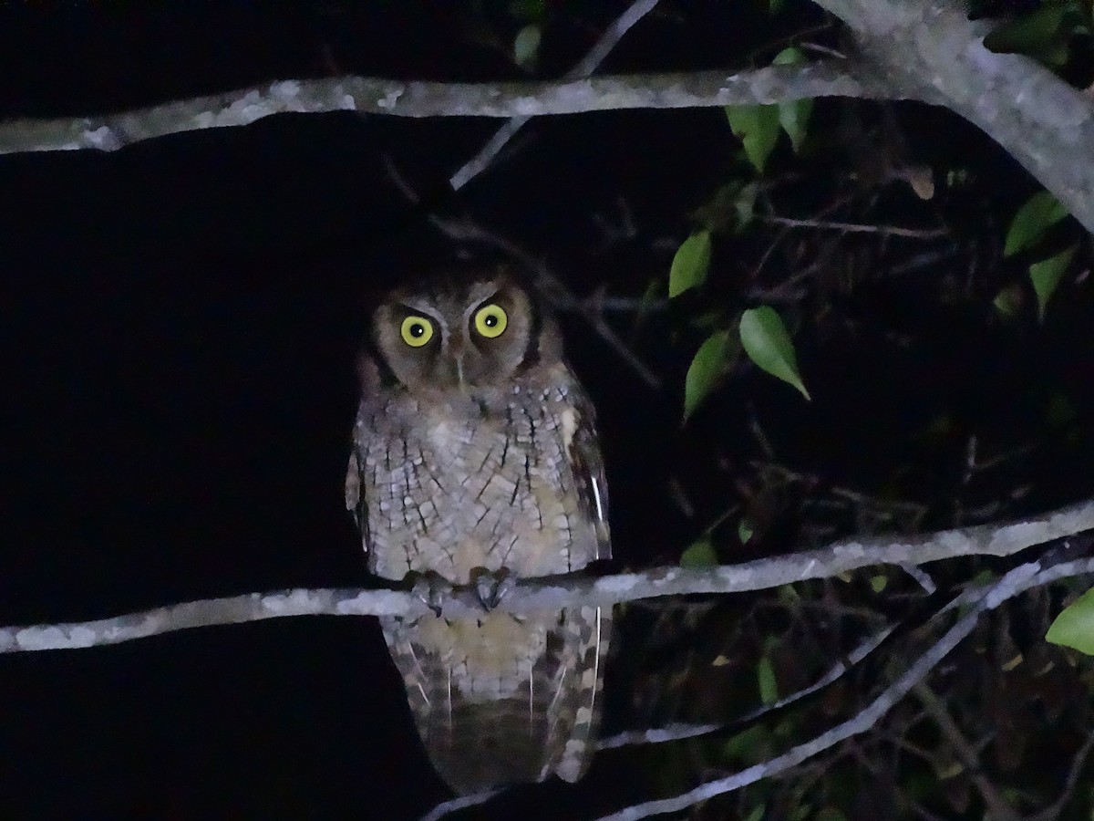 Tropical Screech-Owl - ML614685371