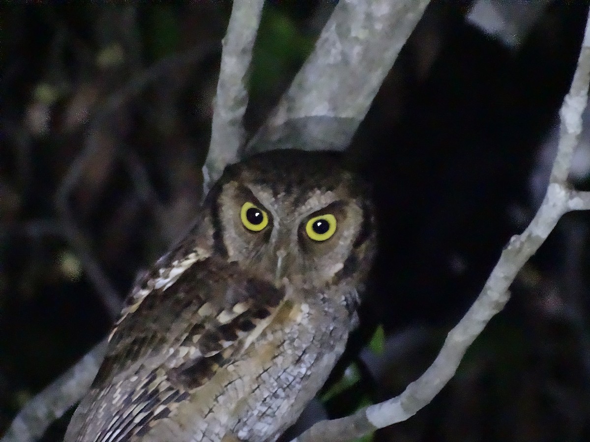 Tropical Screech-Owl - ML614685373