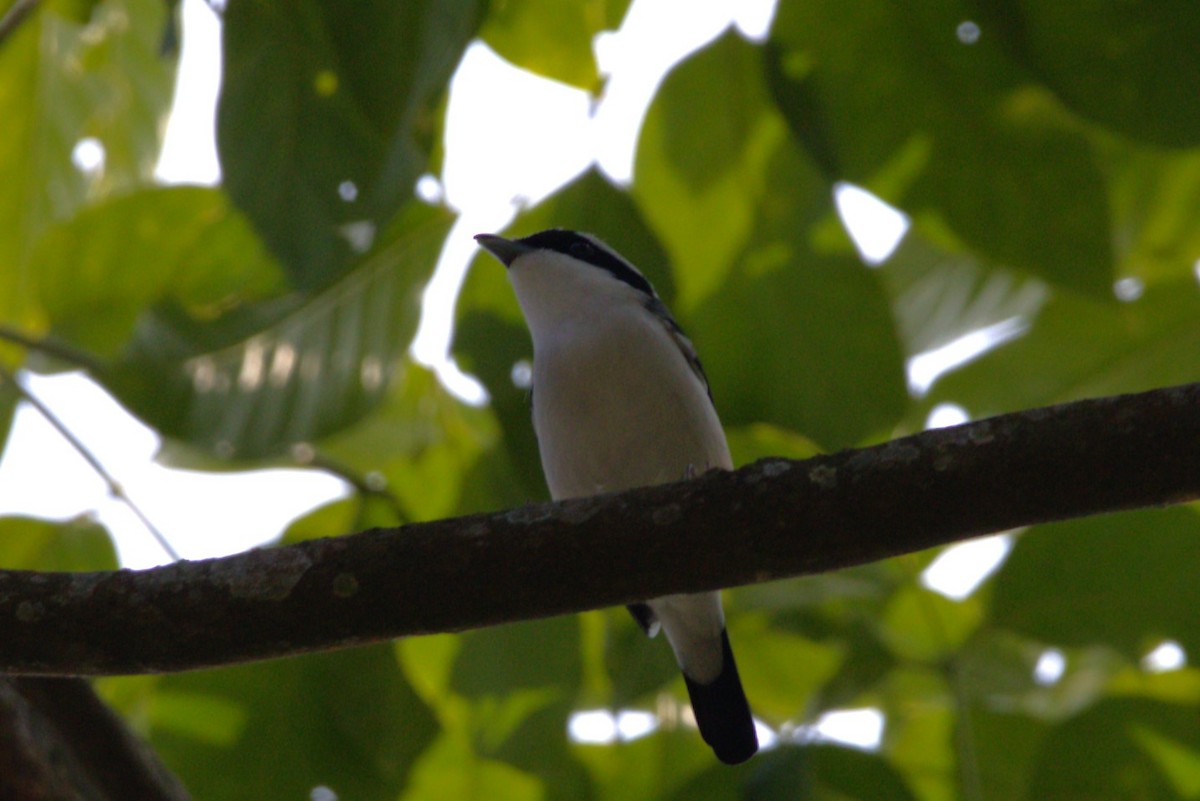 White-browed Shrike-Babbler - ML614685469