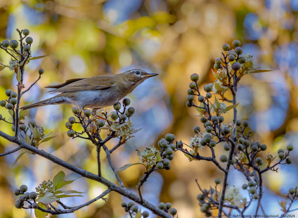 Gray-sided Thrush - Nattapong Banhomglin