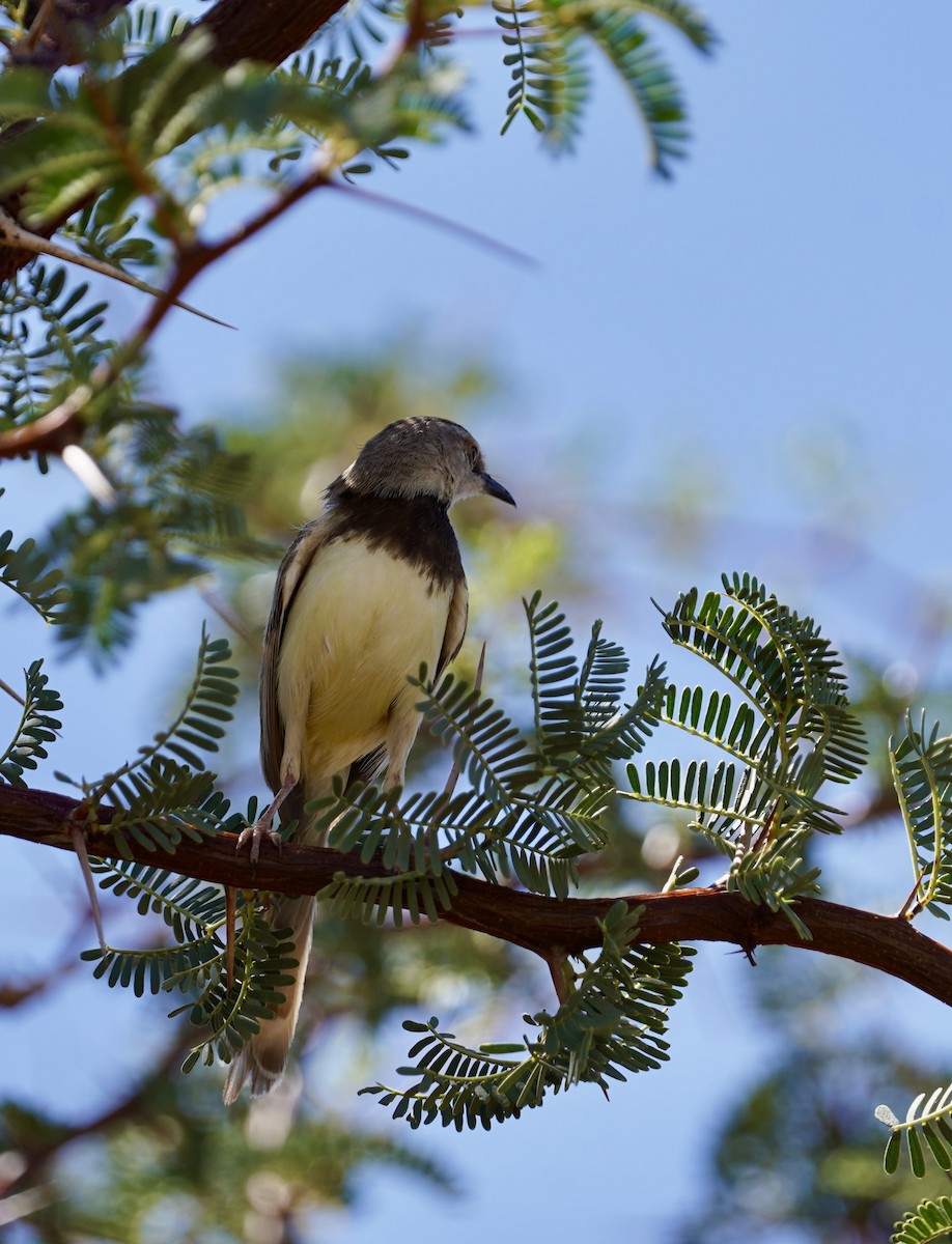 Black-chested Prinia - ML614685498