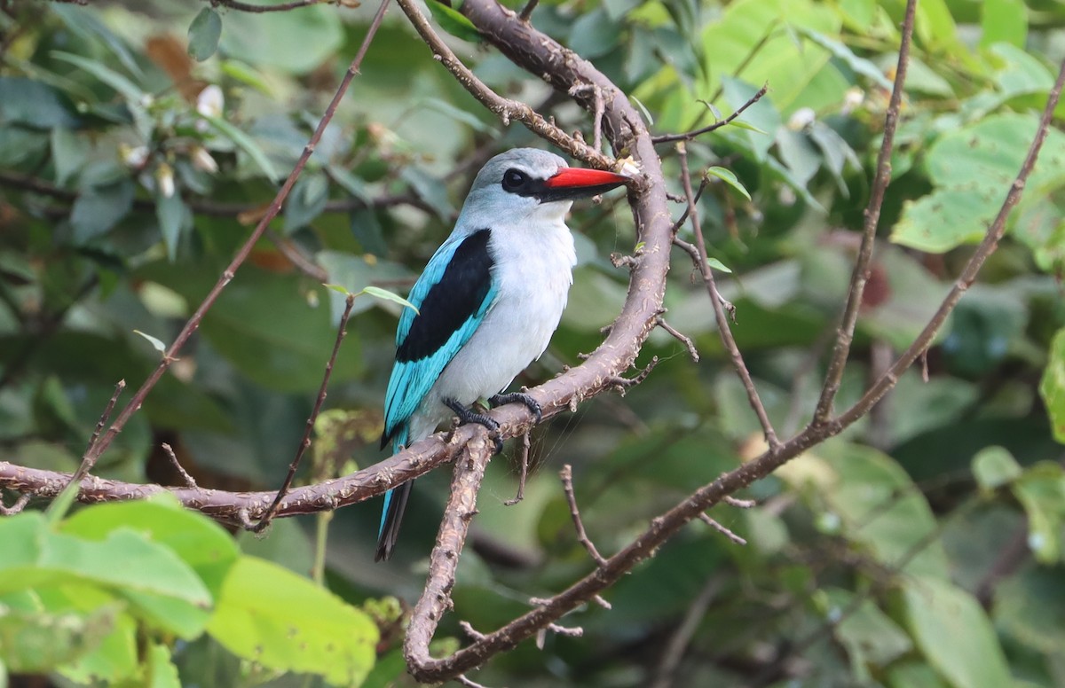 Woodland Kingfisher - Marc Languy