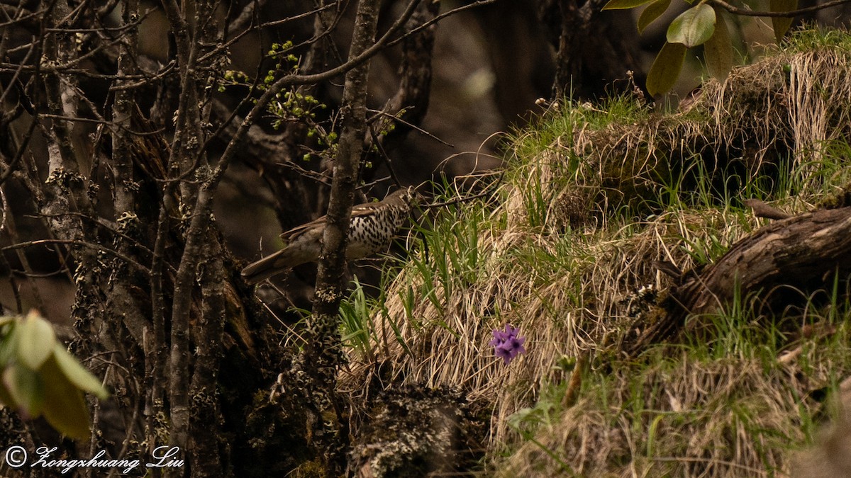 Long-tailed Thrush - ML614685550