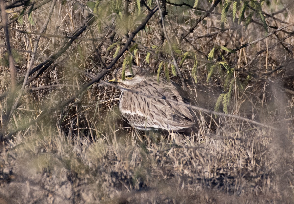 Indian Thick-knee - ML614685551
