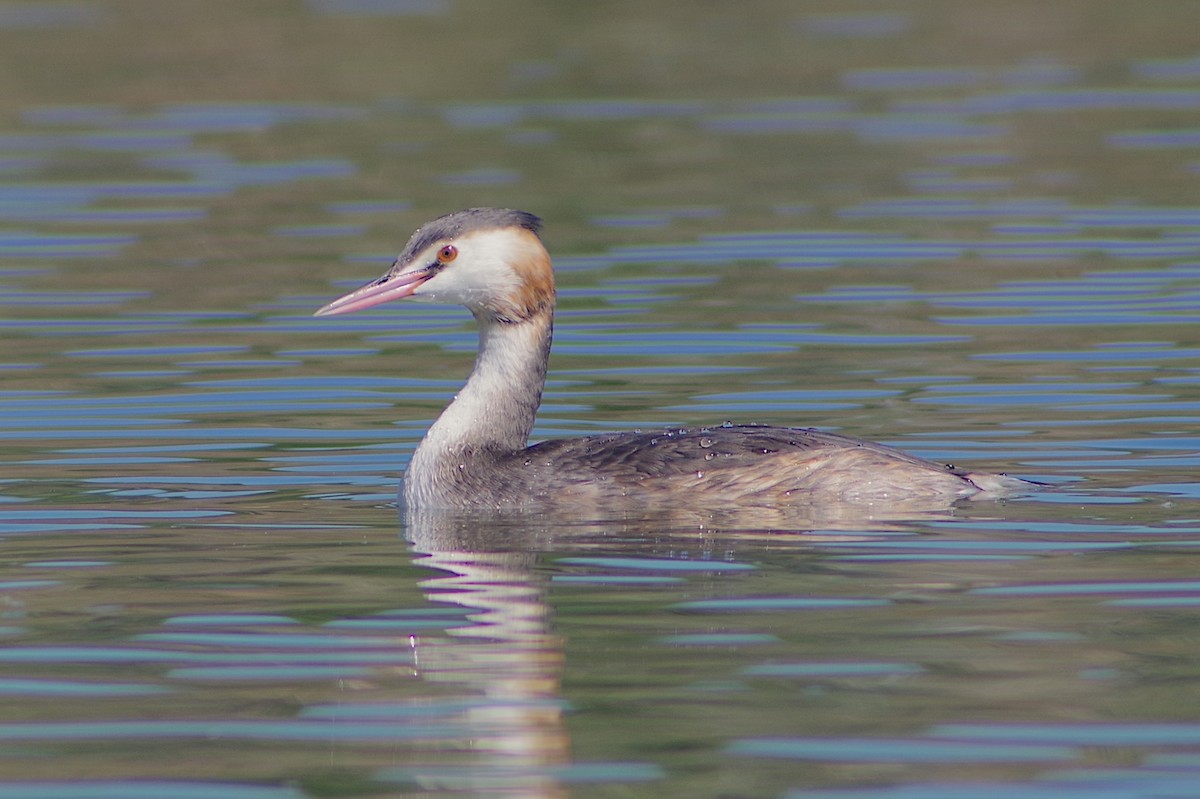 Great Crested Grebe - ML614685716