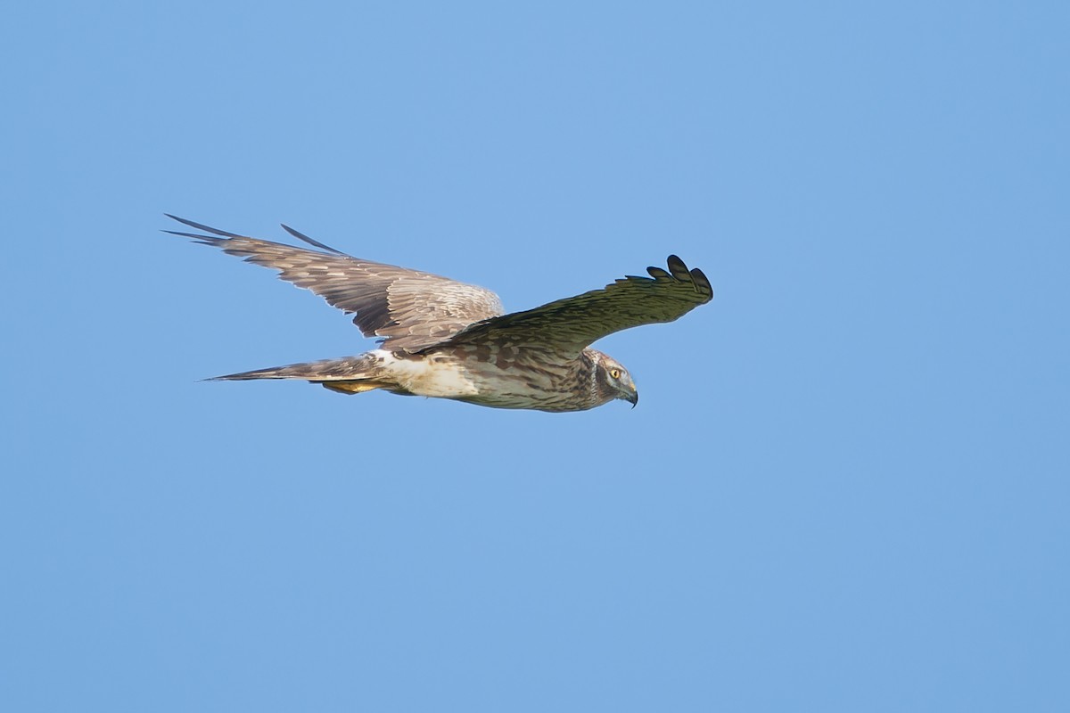 Pallid Harrier - ML614685722