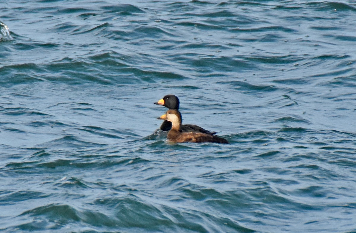 Black Scoter - ML614685751