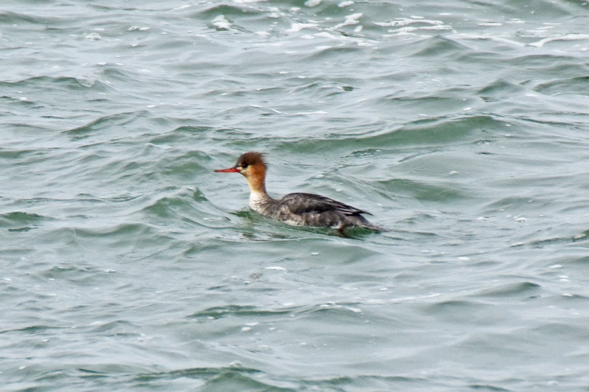 Red-breasted Merganser - ML614685755