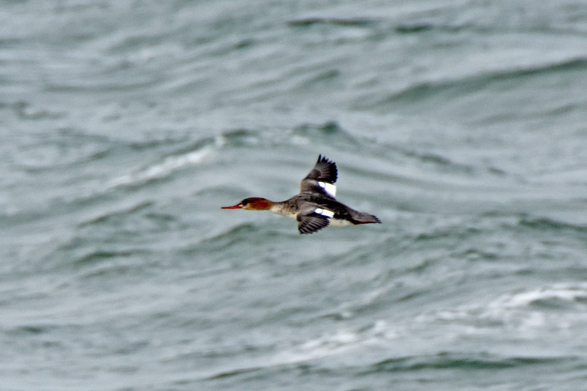 Red-breasted Merganser - ML614685760