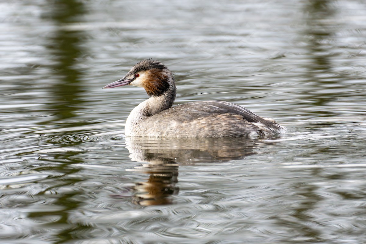 Great Crested Grebe - ML614685818