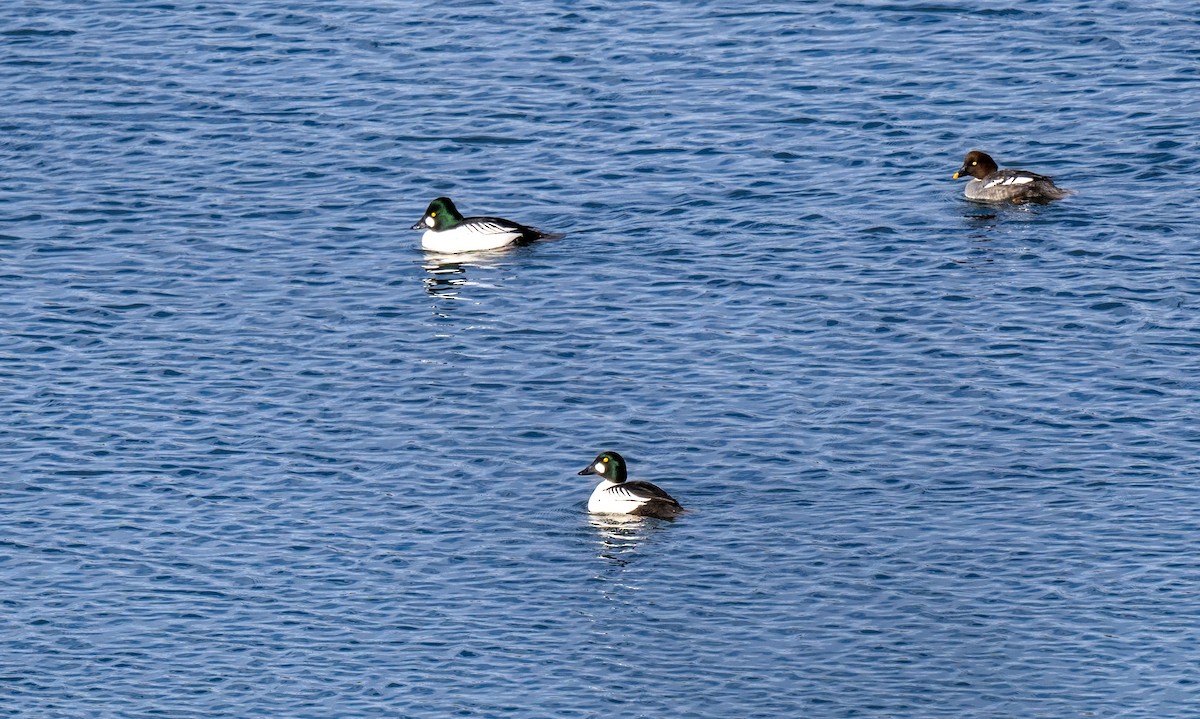 Common Goldeneye - ML614685820