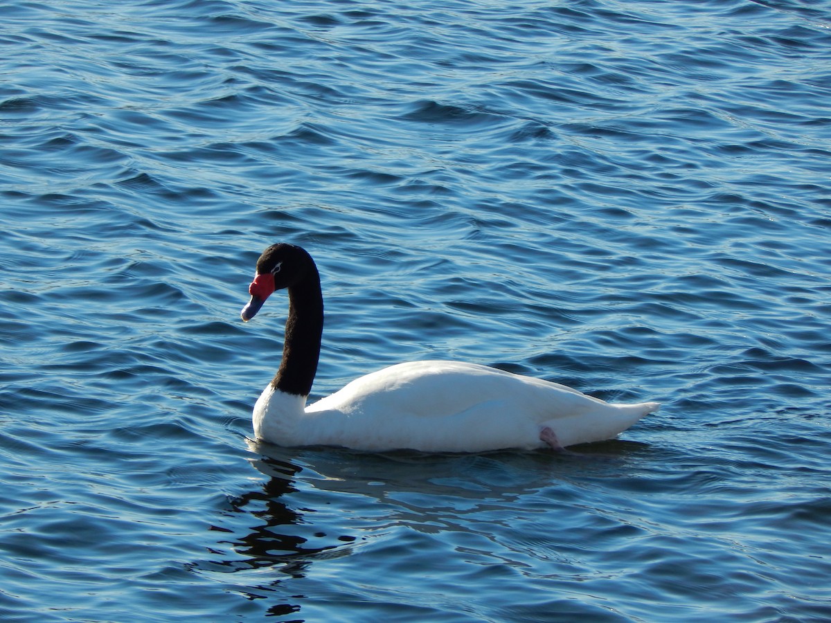 Black-necked Swan - ML614685822