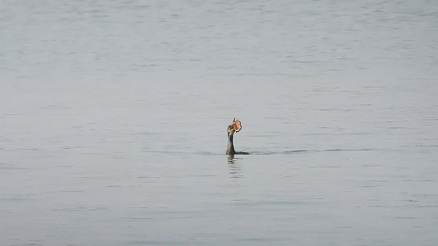 Cormoran à cou brun - ML614685830