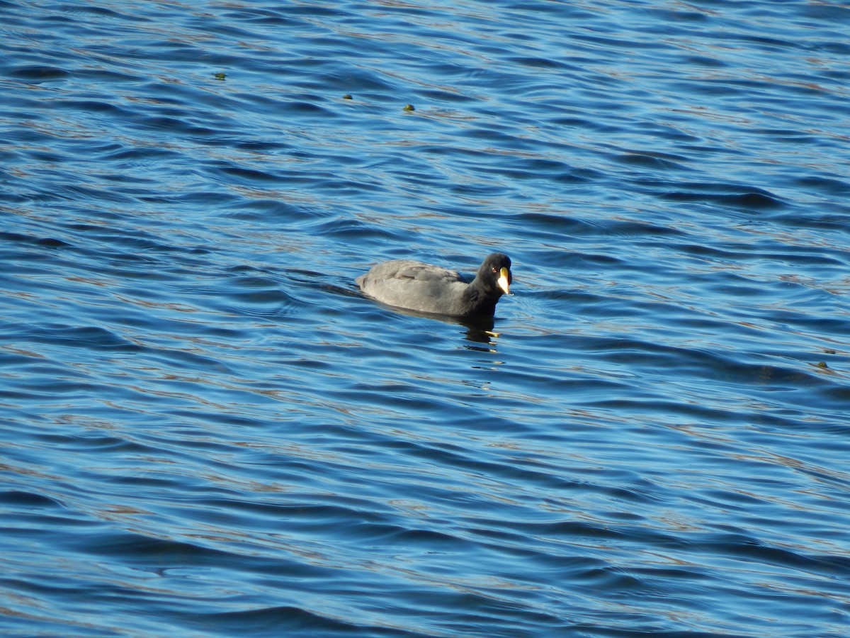 Foulque leucoptère - ML614685837