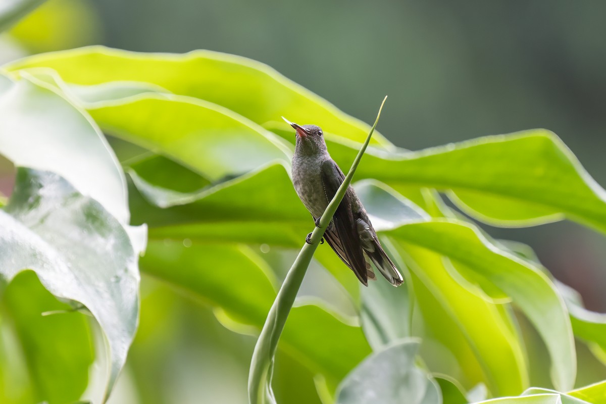 kolibřík skvrnitoprsý - ML614685840