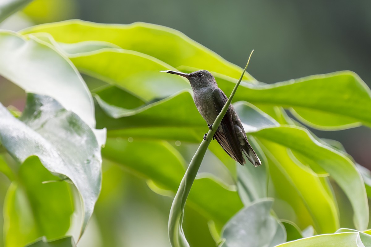 kolibřík skvrnitoprsý - ML614685841
