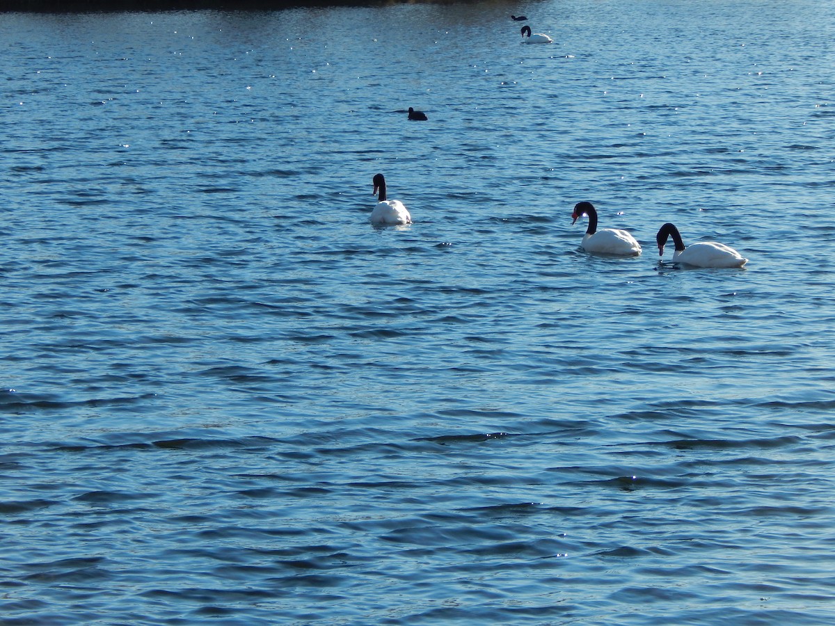 Black-necked Swan - ML614685849