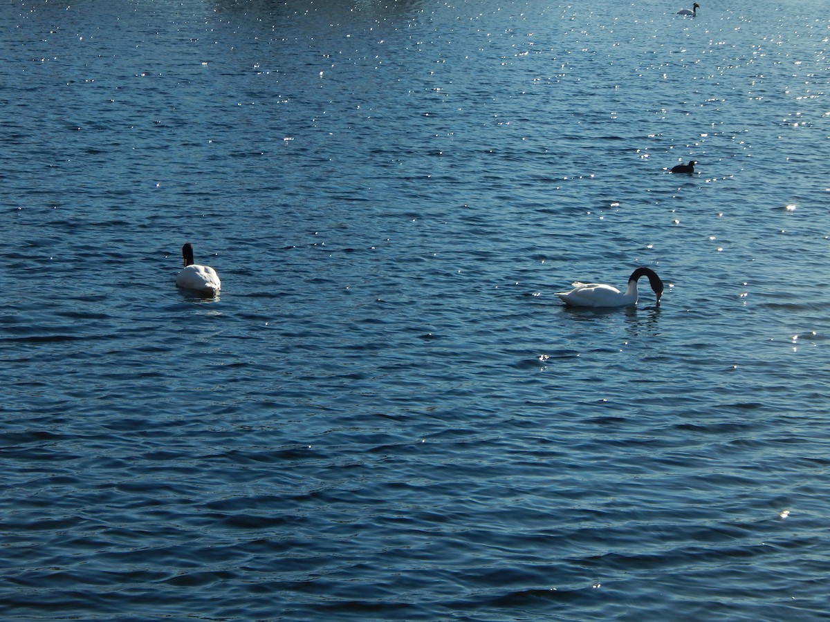 Black-necked Swan - ML614685850