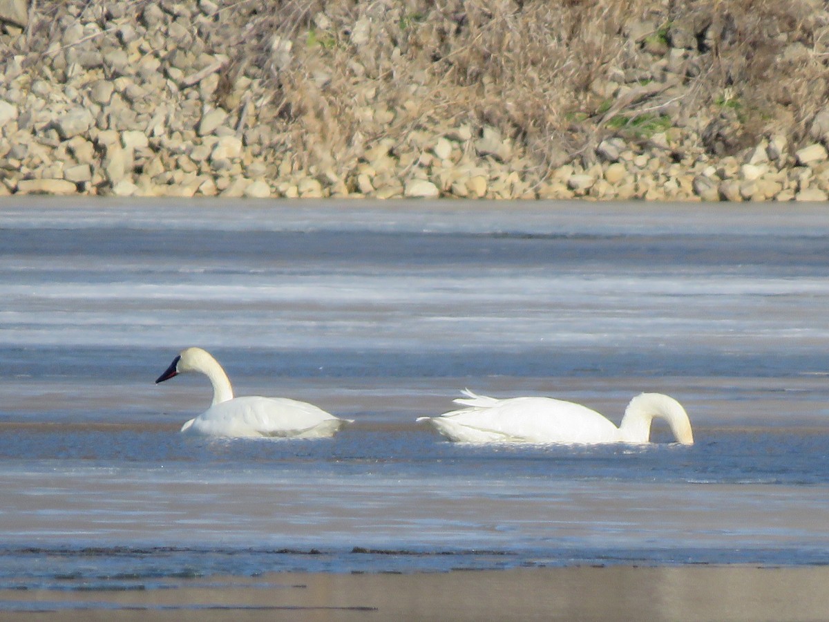 Trumpeter Swan - ML614685868