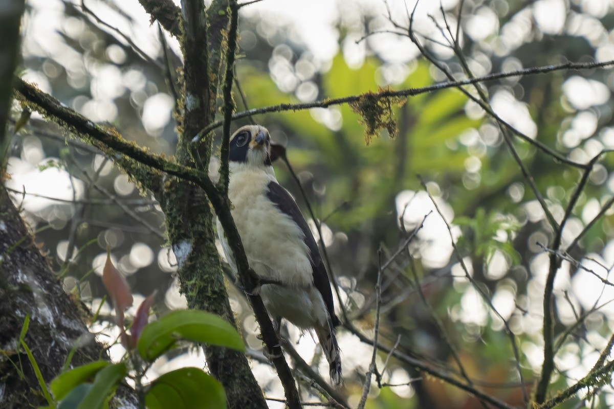 Laughing Falcon - ML614685878