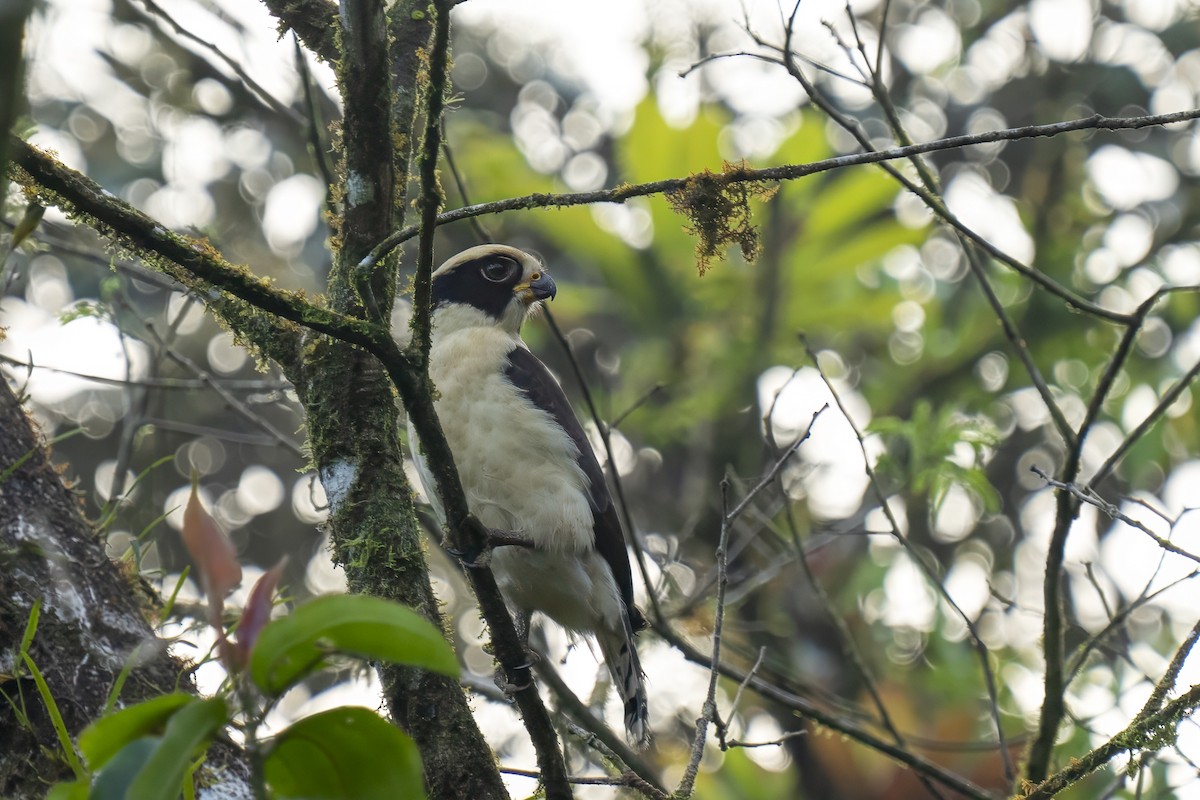 Laughing Falcon - ML614685879