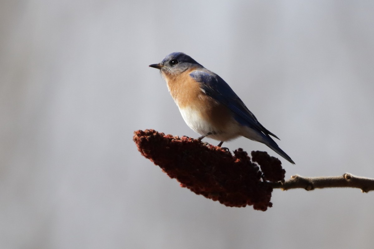 Eastern Bluebird - ML614685915