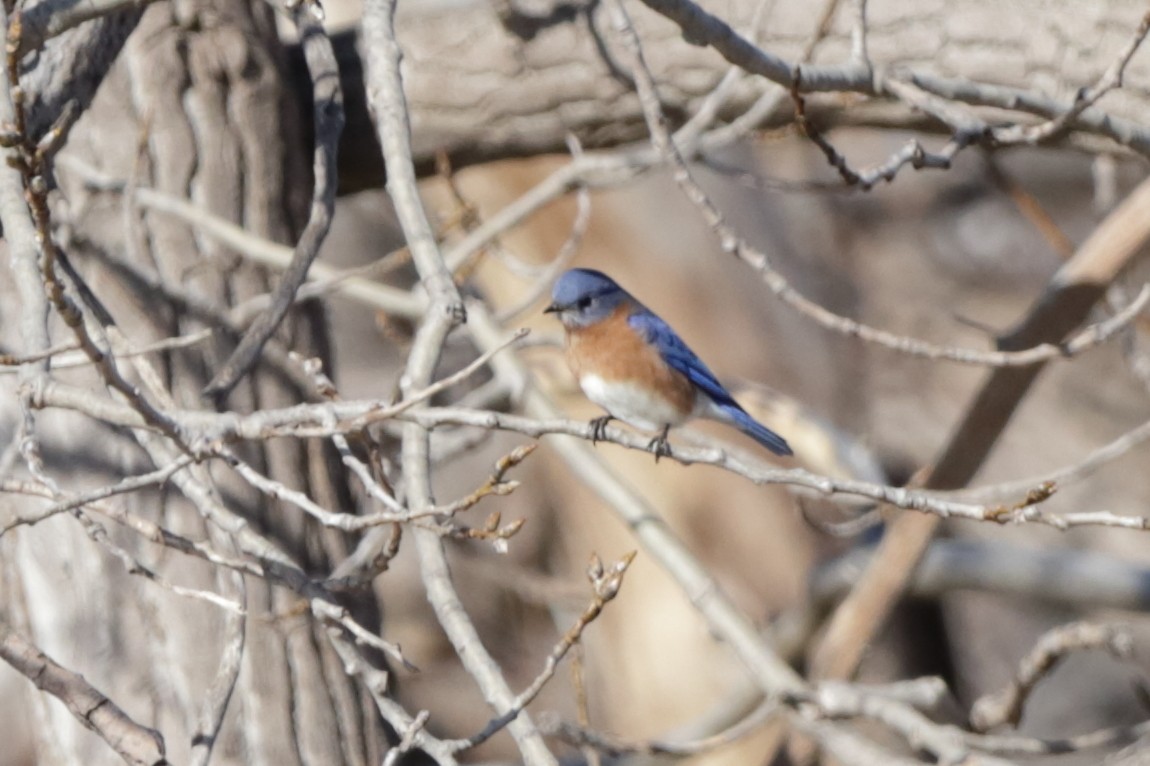 Eastern Bluebird - Steve McNamara