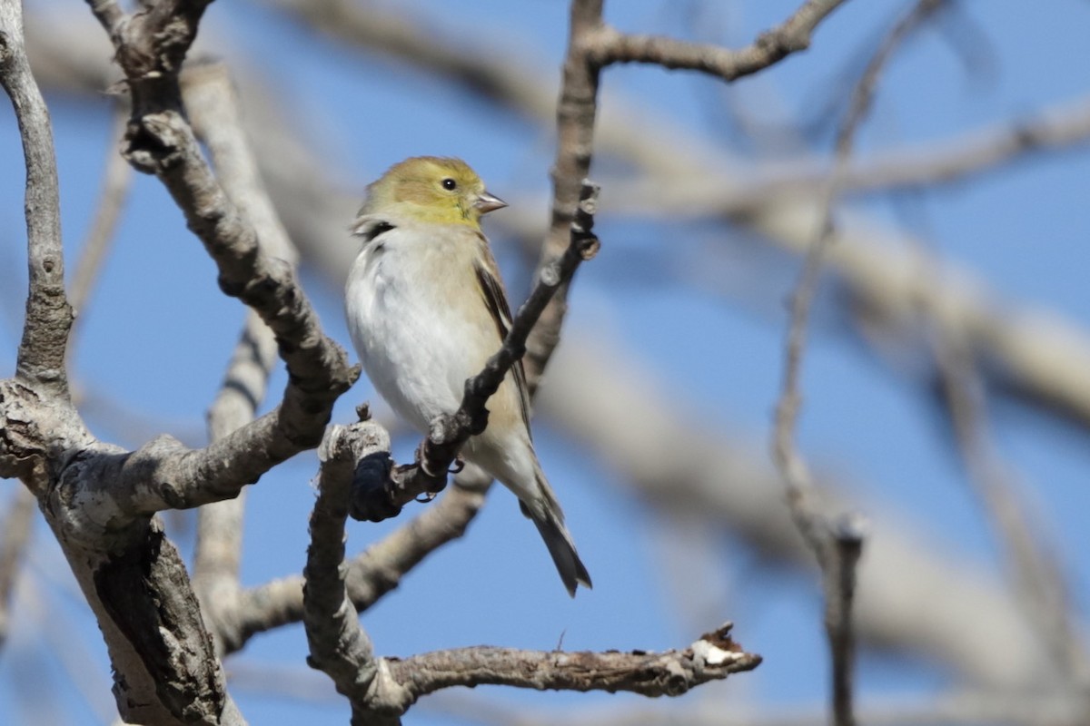 American Goldfinch - ML614685924