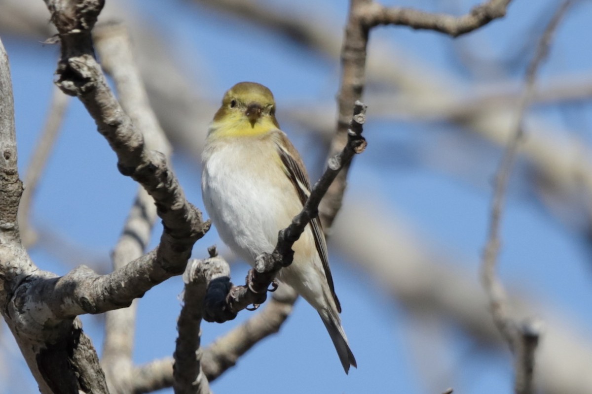 American Goldfinch - Steve McNamara