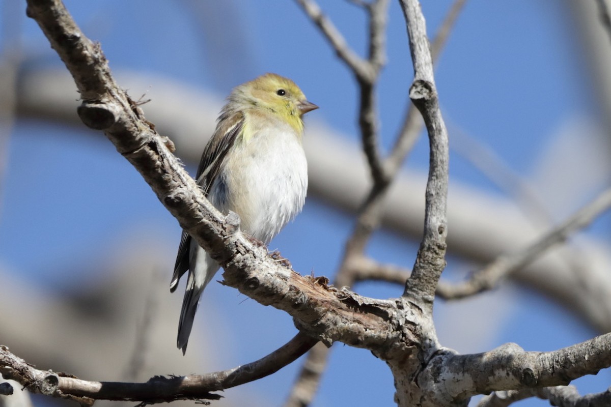 American Goldfinch - Steve McNamara